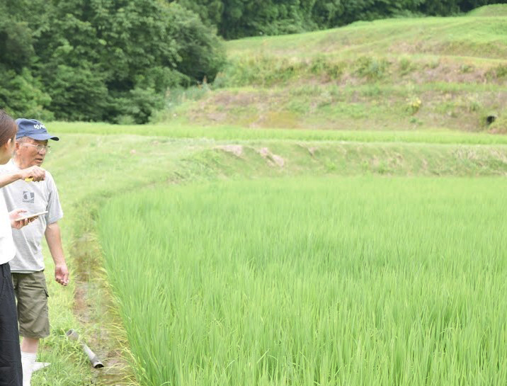 棚田で栽培される酒米「越淡麗」！山の湧き水で米づくりをする「アスカ冬井」をご紹介
