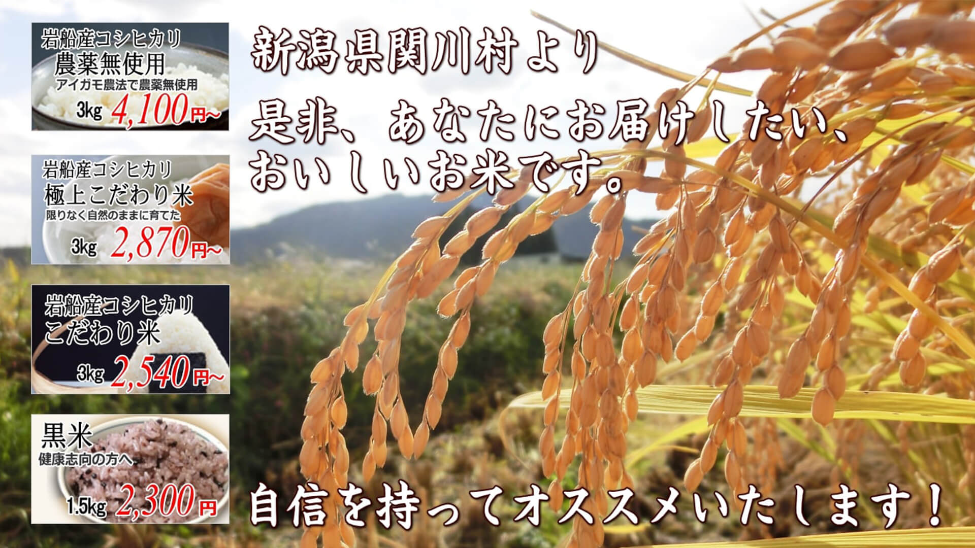 59%OFF!】 令和4年産米新潟県認証特別栽培 コシヒカリ 無洗米 25kg 5kg×5袋 ×9回 計 225kg 真空パック