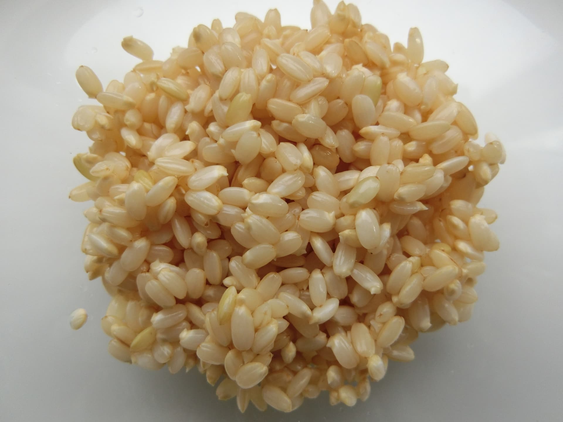 発芽玄米にして食べる